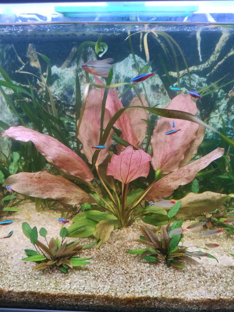 Aquarium plants 