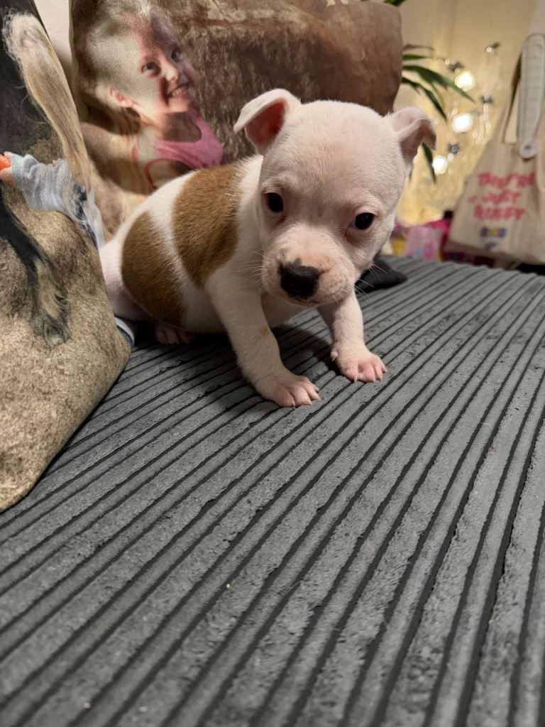 Homebred Staffordshire bull terrier male puppy