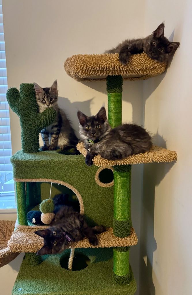 TICA Black smoke Mainecoon girls 