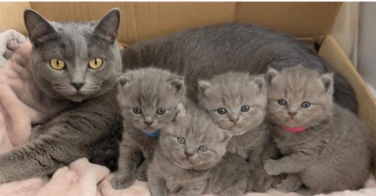 British Shorthair 