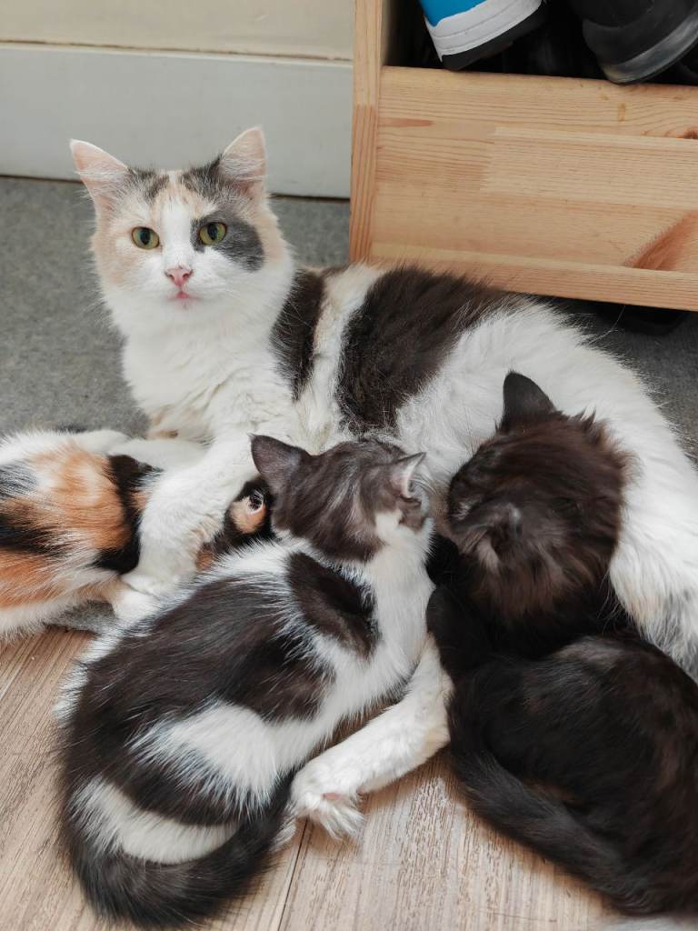 ❤️🩵 Cute Kittens, mixed part Rag Doll 🩵❤️ 