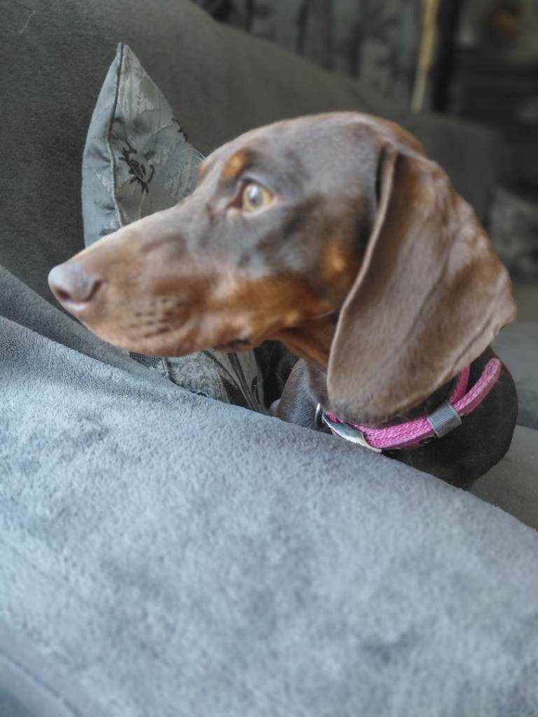 Full breed dashound girl puppy for sale