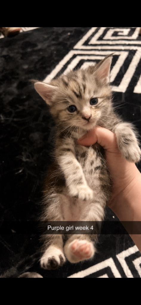 Cute Maine Coon cross Ragdoll kittens