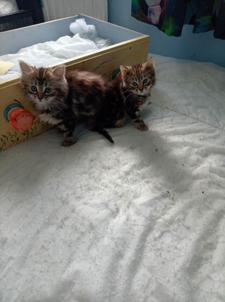 Kittens