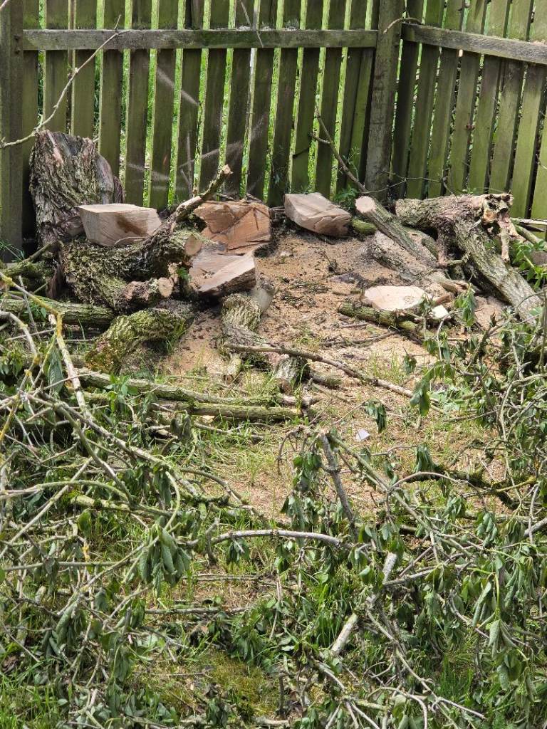 Free fire wood