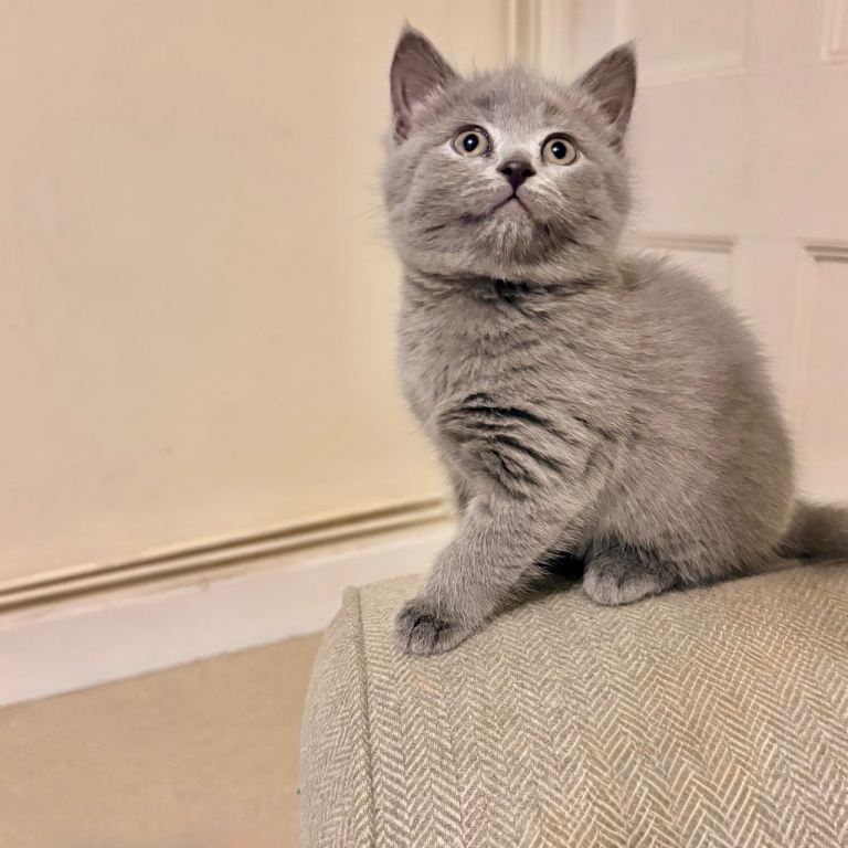 *Last Stunning Russian Blue/British Shorthair Girl kitten *