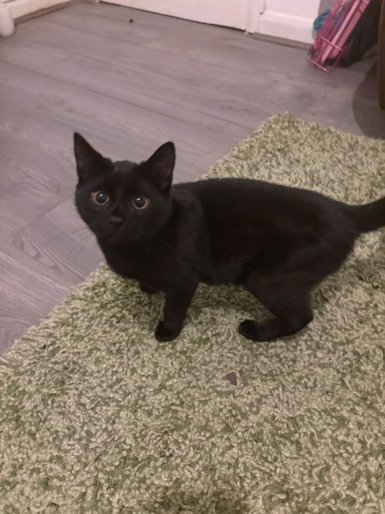 This is Arlo