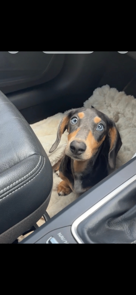 Miniature dachshund puppy 15weeks old 