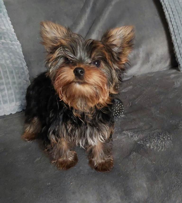 Two K.C Yorkshire terrier boys champion lines