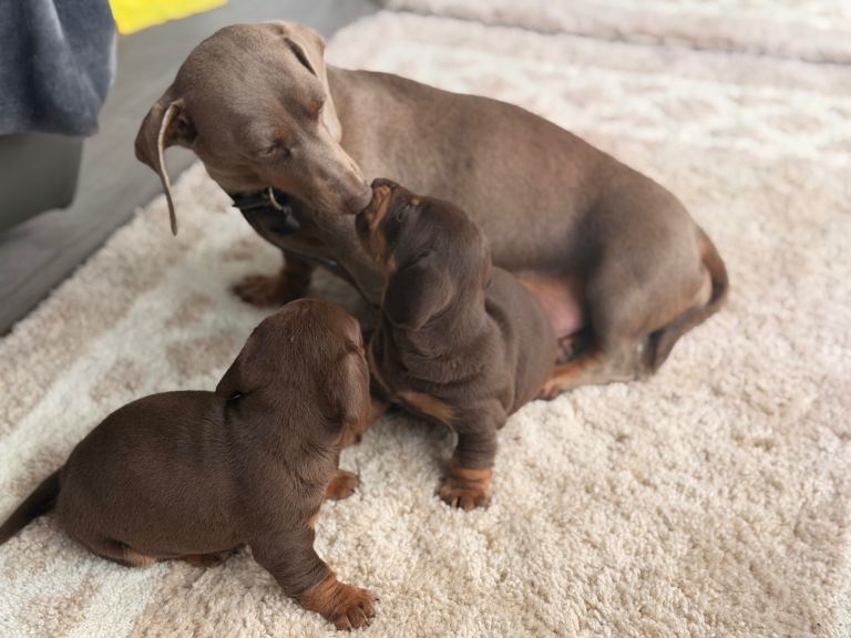 Miniature dachshund puppy’s 