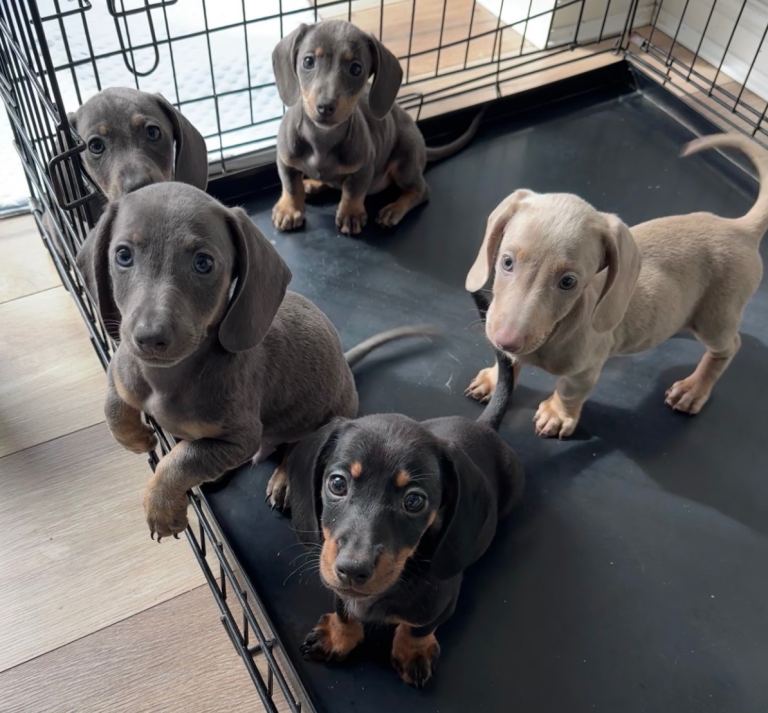 Beautiful Dachshund Puppies Available