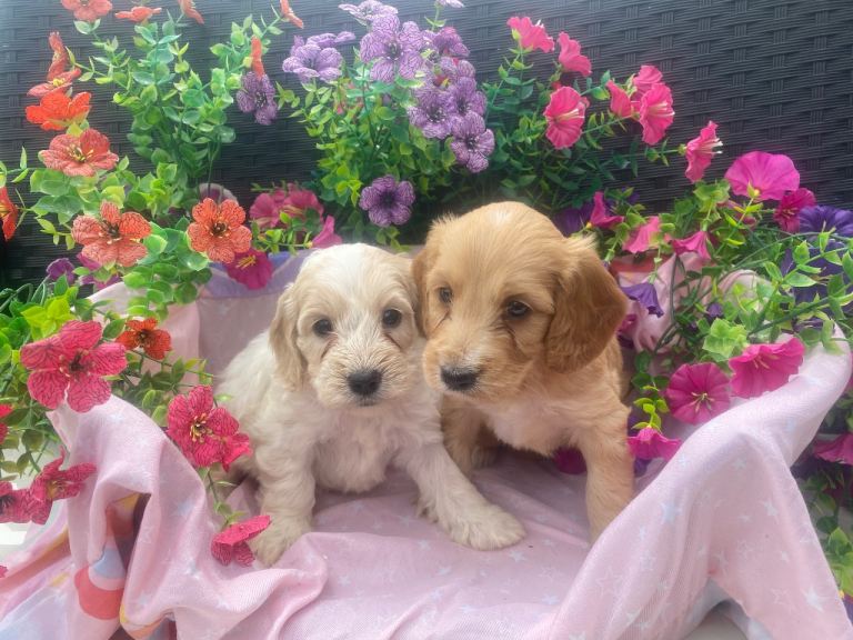  Cockapoo