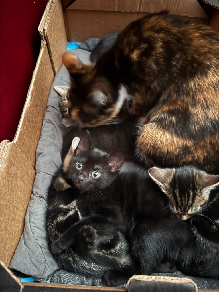 Gorgeous male kittens