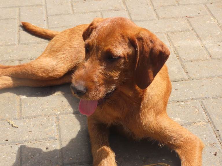 3/4 bred HUNGARIAN WIREHAIRED VIZSLAS .