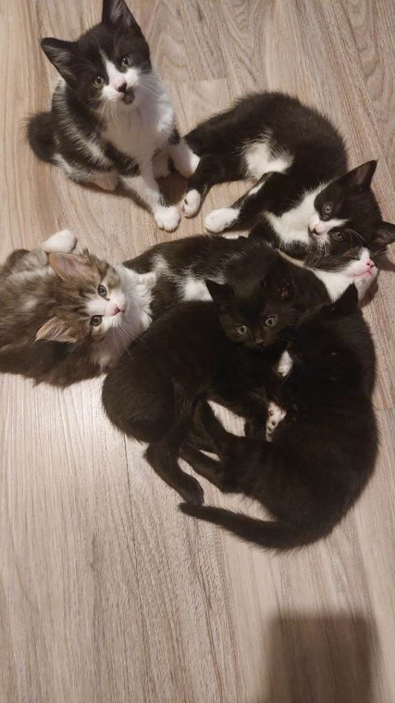 Kittens for sale 