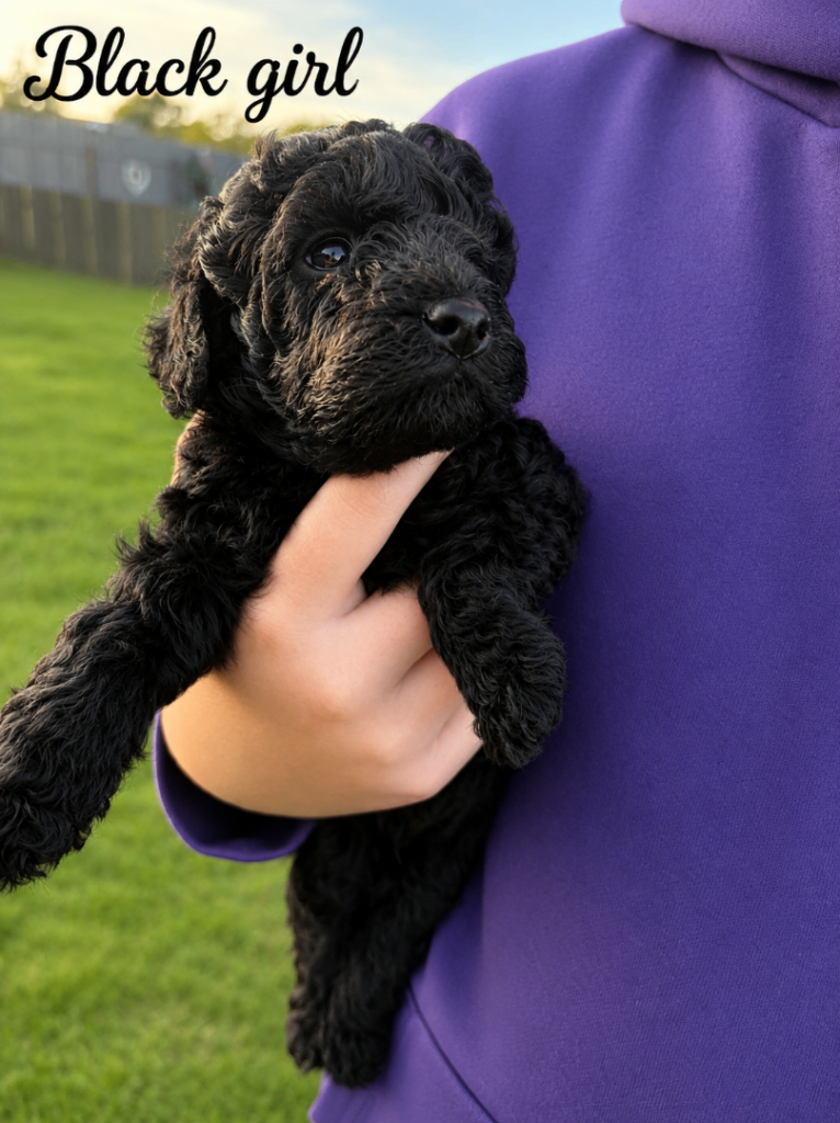 🐾 Beautiful Miniature/ Toy Poodle puppies  from health tested parents🐾