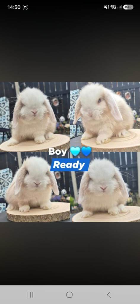 Mini Lop Bunnies ready now