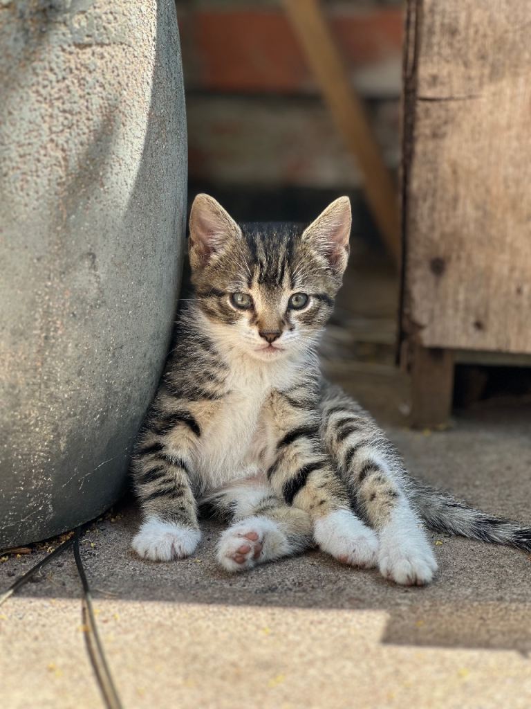 Adorable white tabby male kitten ready for a loving home £45 only!