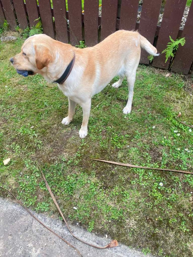 Labrador 