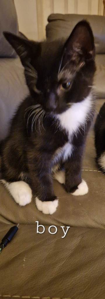 2 kittens for sale