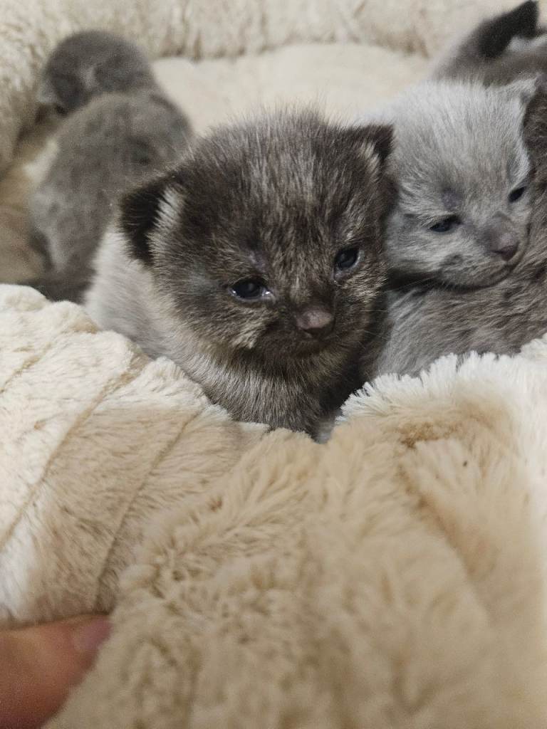 Stunning grey/blue charcoal kittens