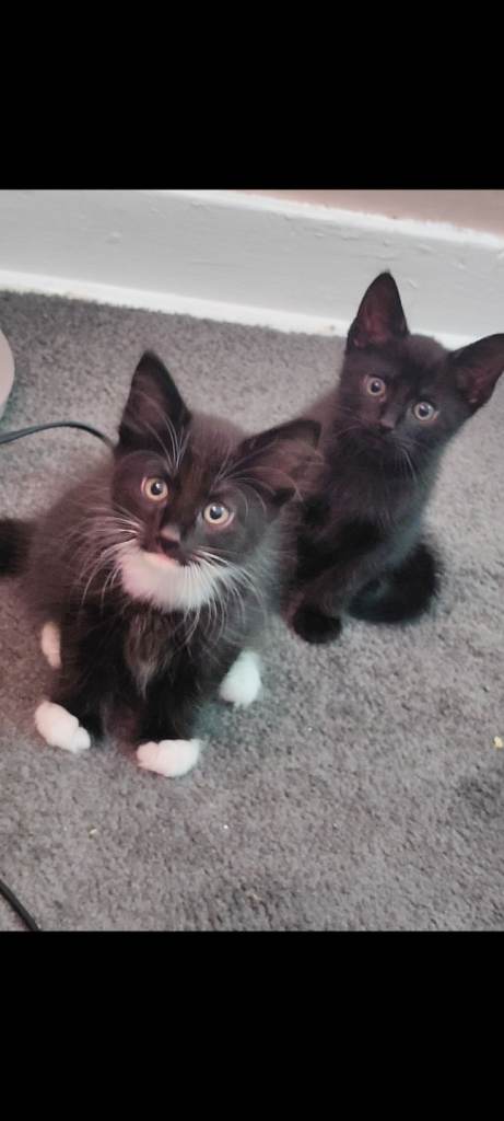 2 male kittens
