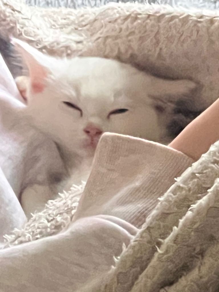 beautiful kitten