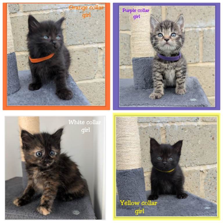 Beautiful Maine Coon-Type Kittens – Ready 13th October