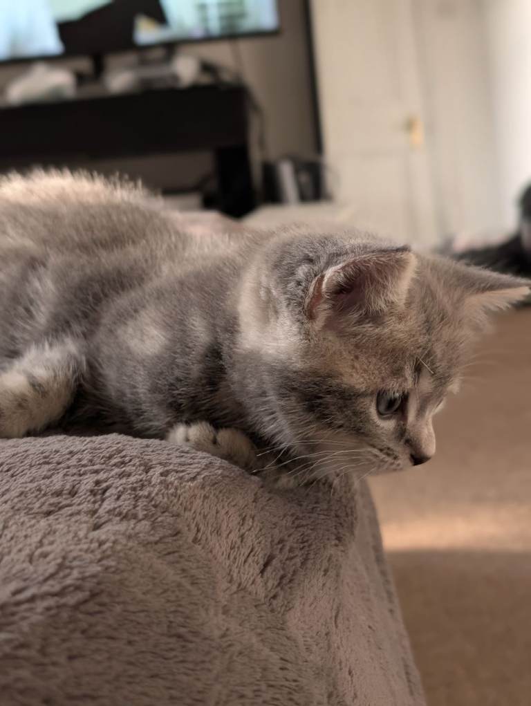 Sweet kitten 