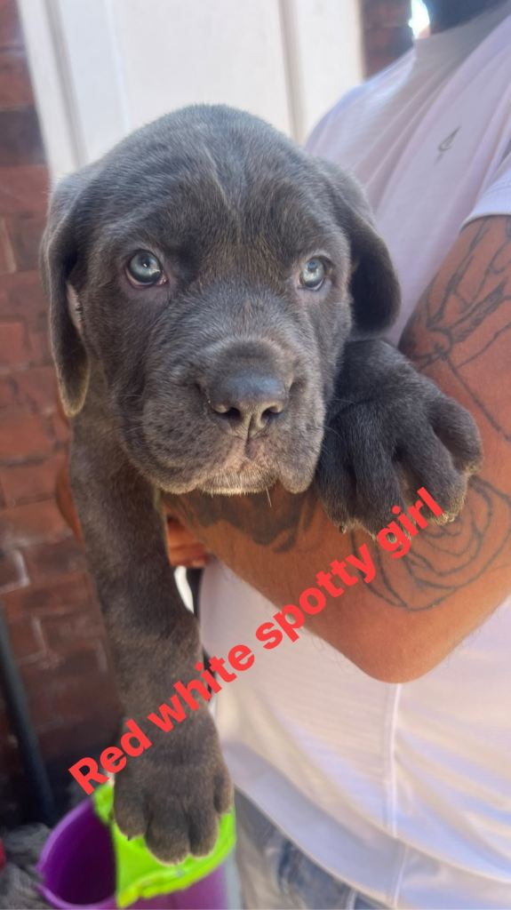 Cane Corso puppies ready to leave.