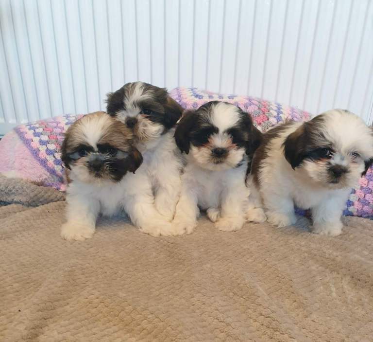 Lhasa apso/shihtzu puppies