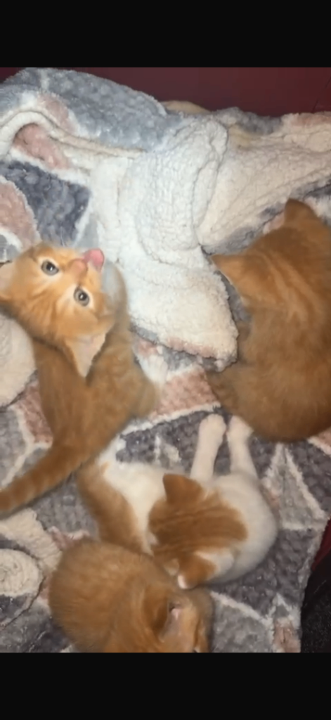 🐱 Beautiful Ginger Bengal Kittens – Litter Trained – Ready to leave