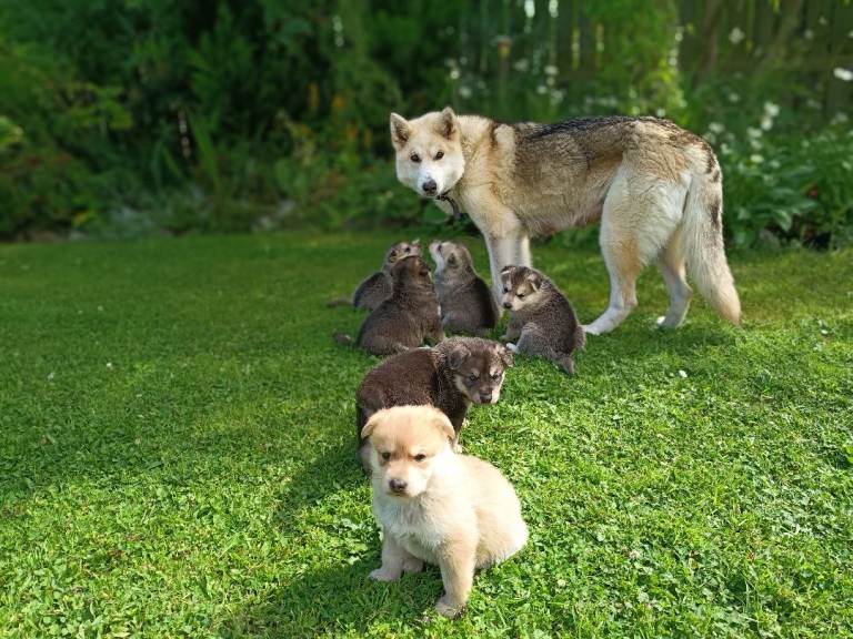 Northern Inuit puppies 