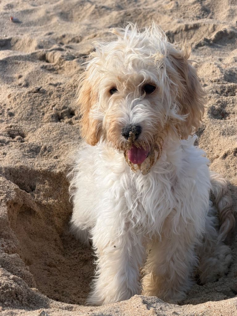 Cockapoo 