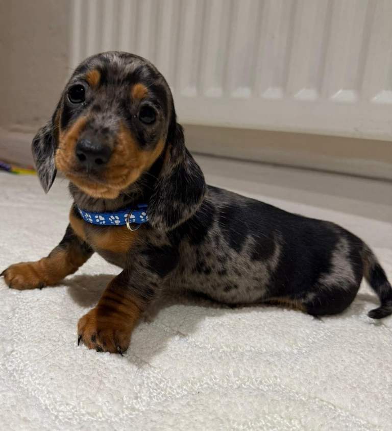 Miniature dachshund puppies 