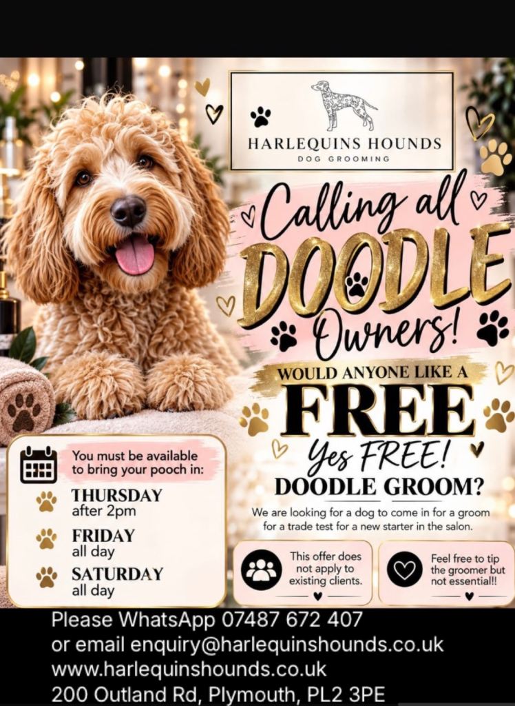 Free doodle groom