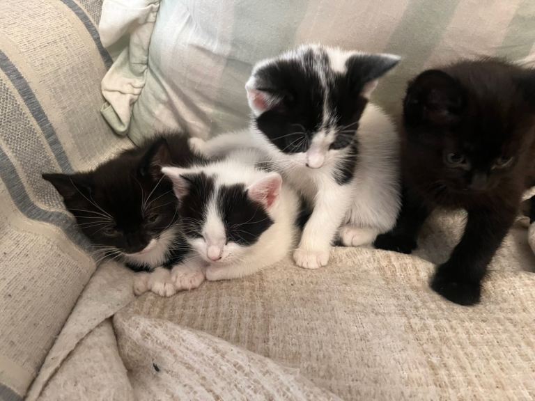 4 Kittens for sale 