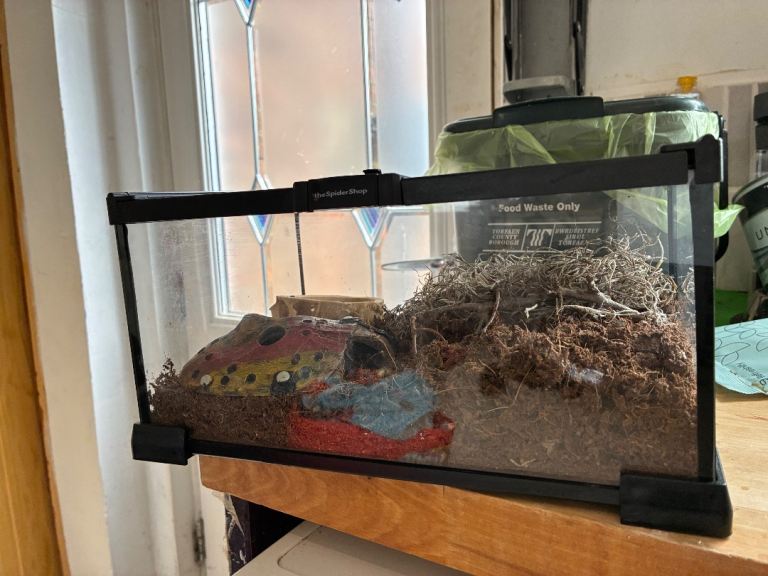 Tarantula Enclosure 