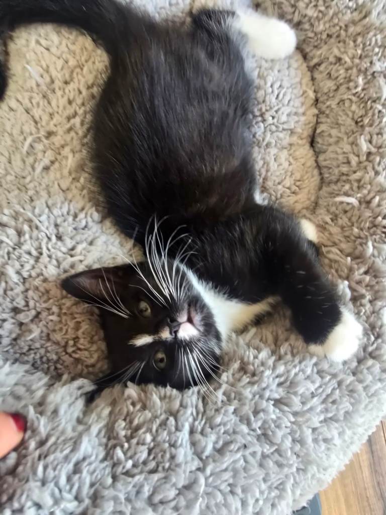 Black/brown tabby x bengul x tuxedo 