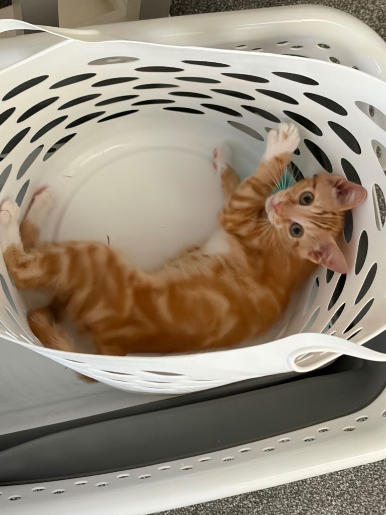 5 month old ginger kitten 