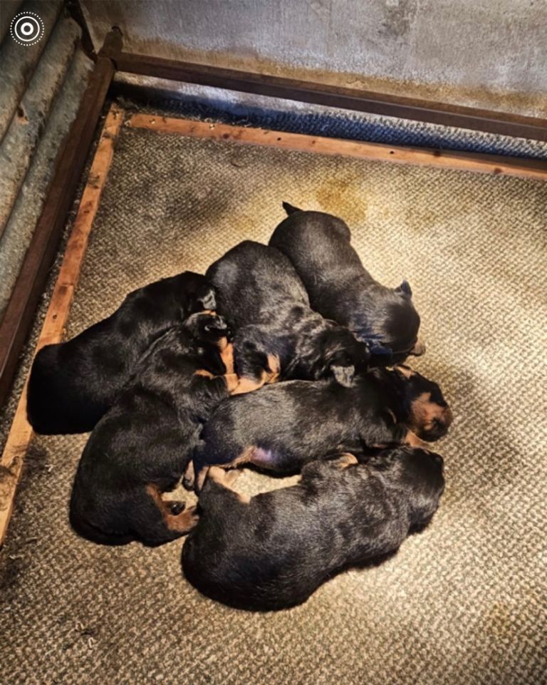 Rottweiler puppies