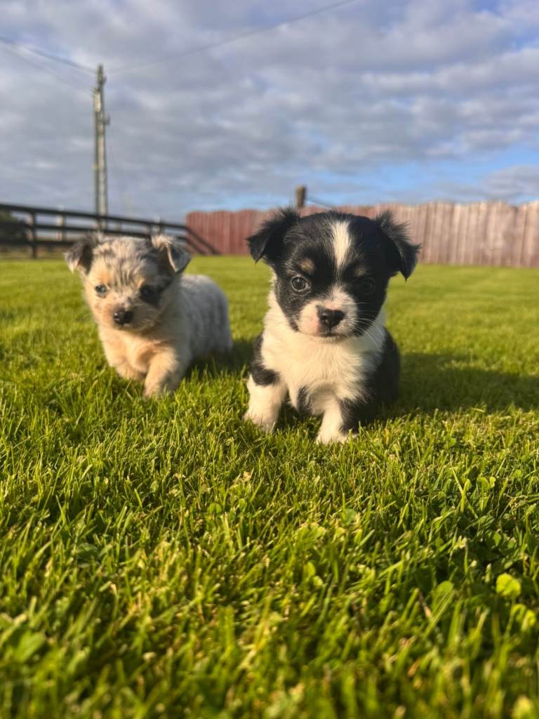 Stunning Merle Chihuhuahua Pups