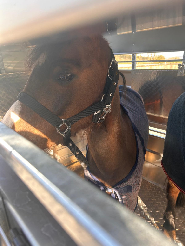  M-Tec 7ft High Multi-purpose Livestock Trailers