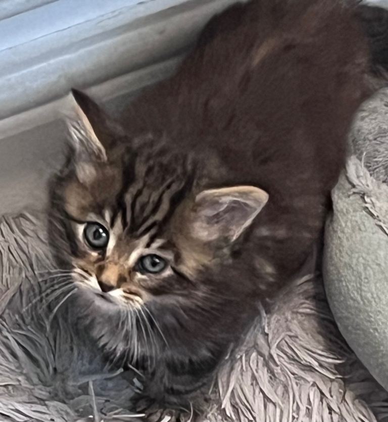 1 boy kitten 