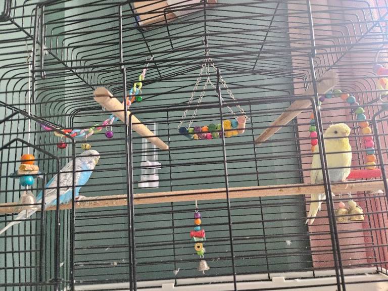 Budgies pair with cage