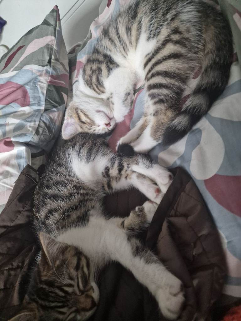 Half persian kitten £120.