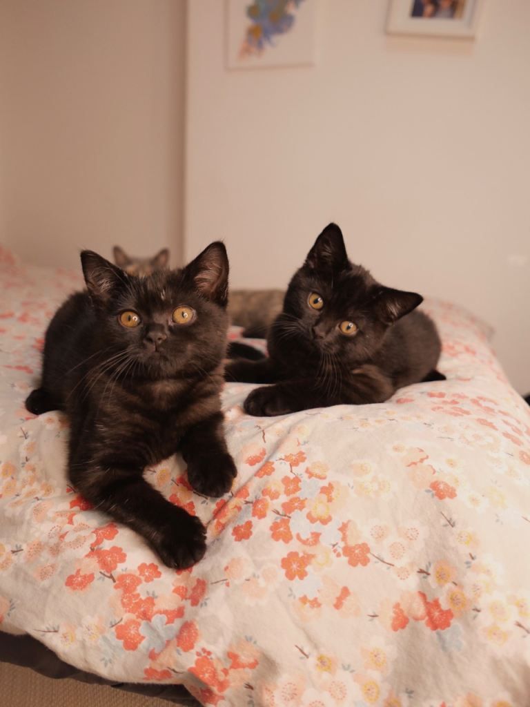 Black Smoke British Shorthair Kitten - Shadow