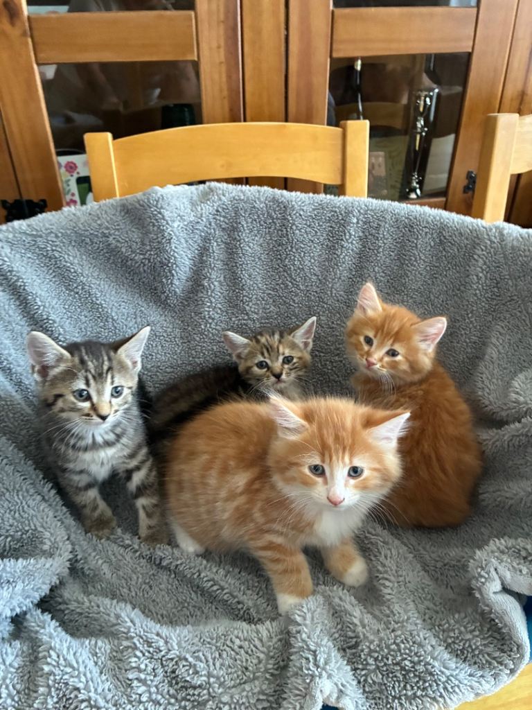 4 beautiful kittens for sale ready now 