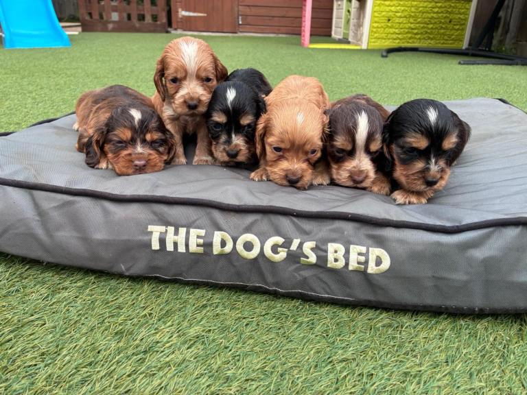 Cocker Spaniel Puppies