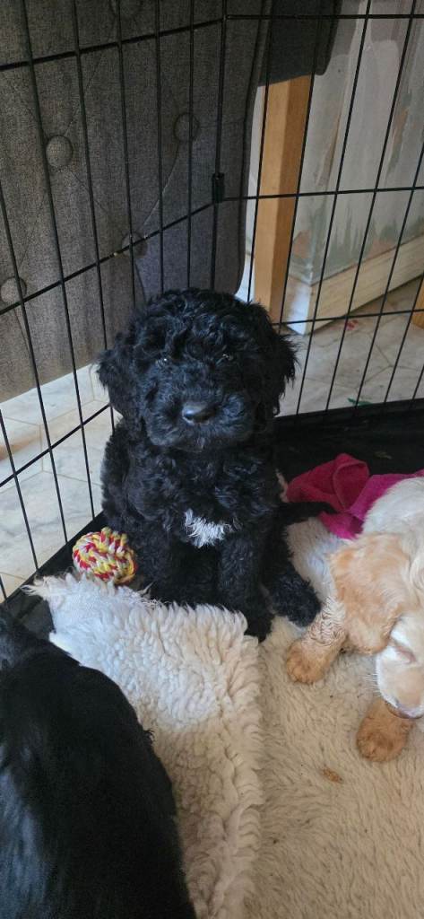 Cockapoo Puppies Ready to leave 
